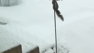 Squirrel Slides Down Bird Feeder Trying to Steal Food