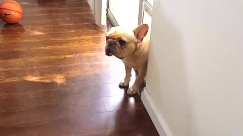 Guilty french bulldog frenchy dog niko crawls out of doggy door