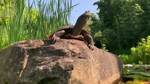 false map turtle enjoys sunny spot