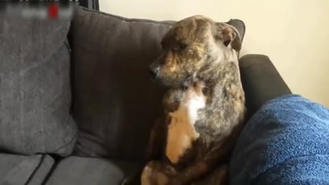 The dogs express their guilt in front of their owner