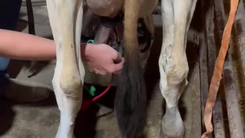 How to milk a cow part 3 of 7