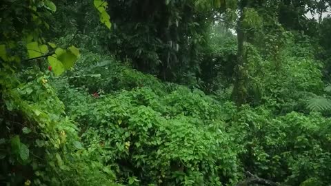 Rainforest and Rain Sounds for Sleeping or Studying