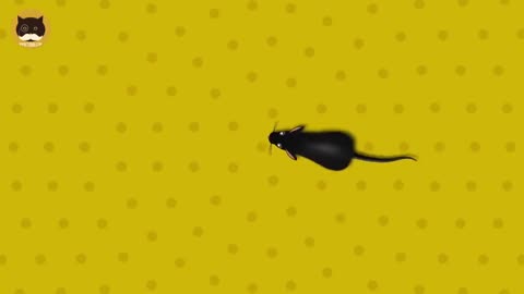 CAT Games | Catching Mice | Entertainment videos