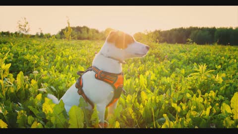 Beautiful Dog on sunny day