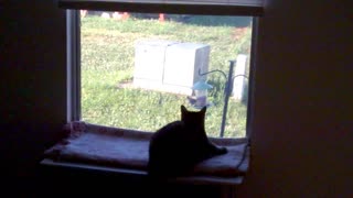 Cat is into watching birds fly around the birdfeeder.