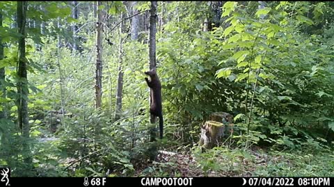 Acrobatic Maine Fisher Cat!