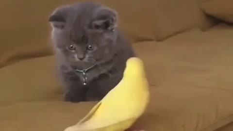 Little kitty surprised by a parrot