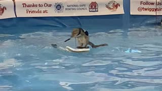 Twiggy, The Water Skiing Squirrel, Shows Off At the 2020 Toronto Boat Show