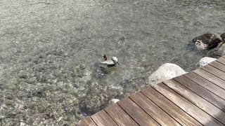 Pelican Dives in for Dinner
