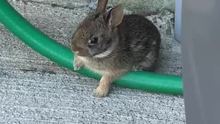 Baby Bunny visiting