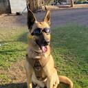 Malinois4Life