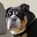 HeftyTheBulldog