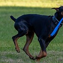 VaderTheDobie