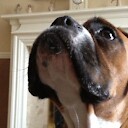 MrBrunoTheBoxerDog