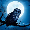 NightowlFilmmaker