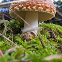 MedicinalMushrooms