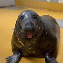 SealEnjoyer