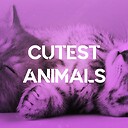 CutestAnimal1