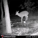 RealLifeBambiDeerattheFarm