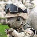 SecretSquirrelQ