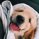 cuteanimals1234