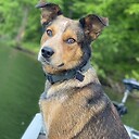 AppalachainSportingDogs