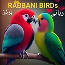 RABBANIBIRDs