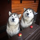 kai_and_roy_the_malamutes