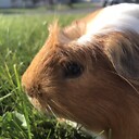 Guineapigs_adventures