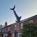 headingtonshark