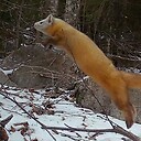 TrailCamFoodie