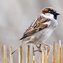 1_sparrow