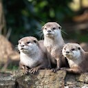 AdorableOtter