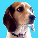 EmilytheBeagle