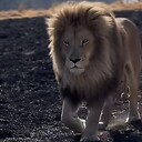 lion__forest__king