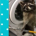 Raccoonviral