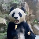 pandasweet