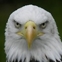 IntrepidEagle