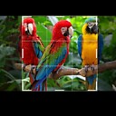 paradiseofparrots