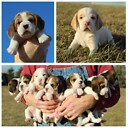 evergreenhillbeagles