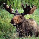 Moosebullwinkle