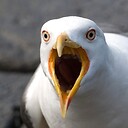 ExquisiteSeagull