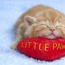 littlepawscatsititng