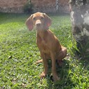 Mockathevizsla