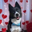 tux_the_blue_pomsky