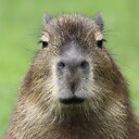 capybara1234