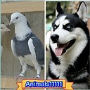 Animals11111