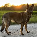 BlueCollarGSD