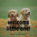 CutePuppy247