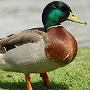 DuckyBhai_